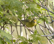 Yellow Warbler